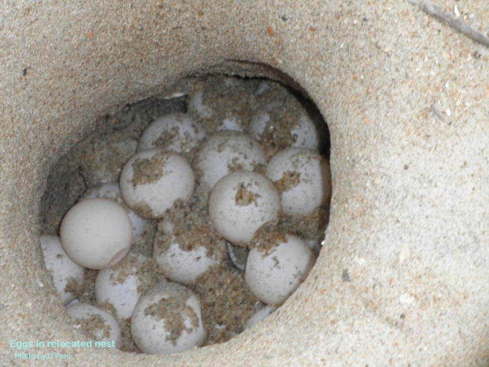 Nests & Hatchlings - Network for Endangered Sea Turtles