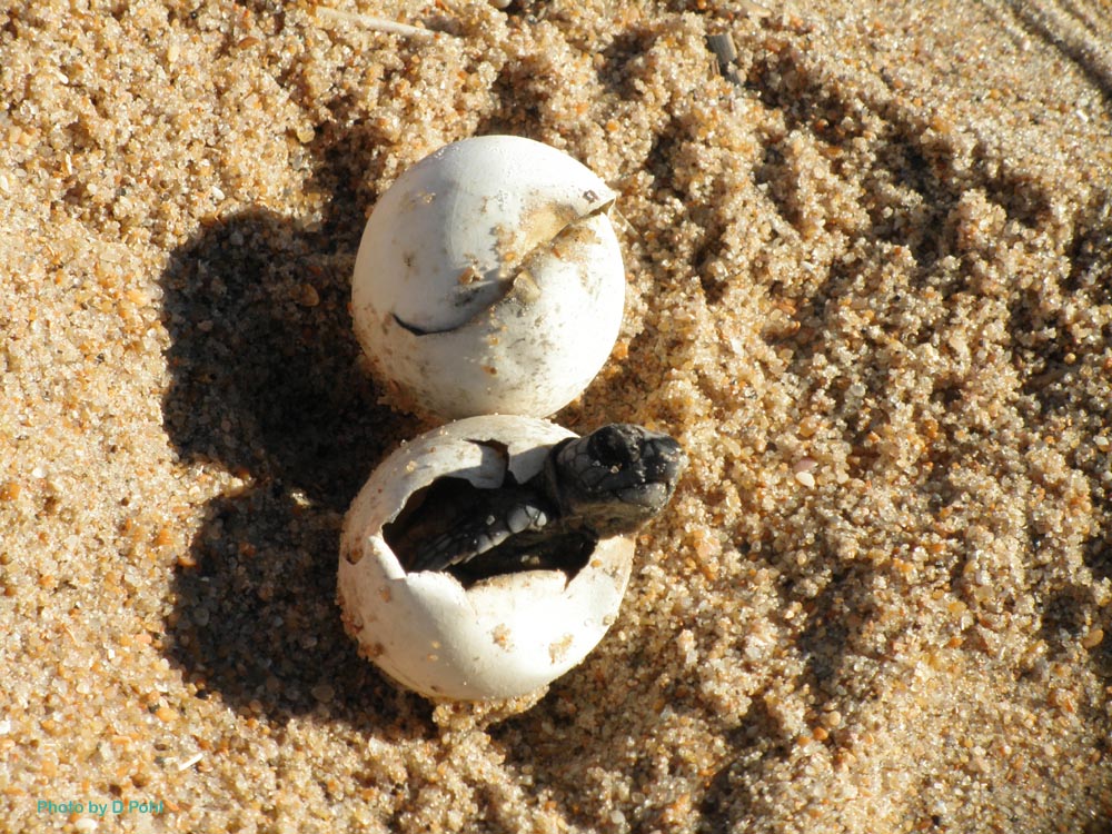 Nests & Hatchlings - Network for Endangered Sea Turtles