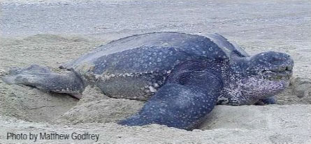 Sea Turtle Identification - Network for Endangered Sea Turtles