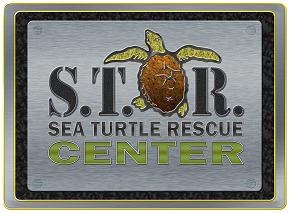 Learn How to Save a Sea Turtle!