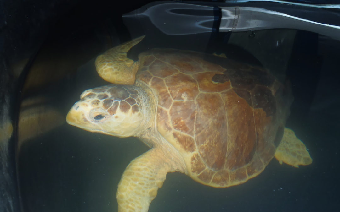 Sea Turtle Release – Saturday October 5