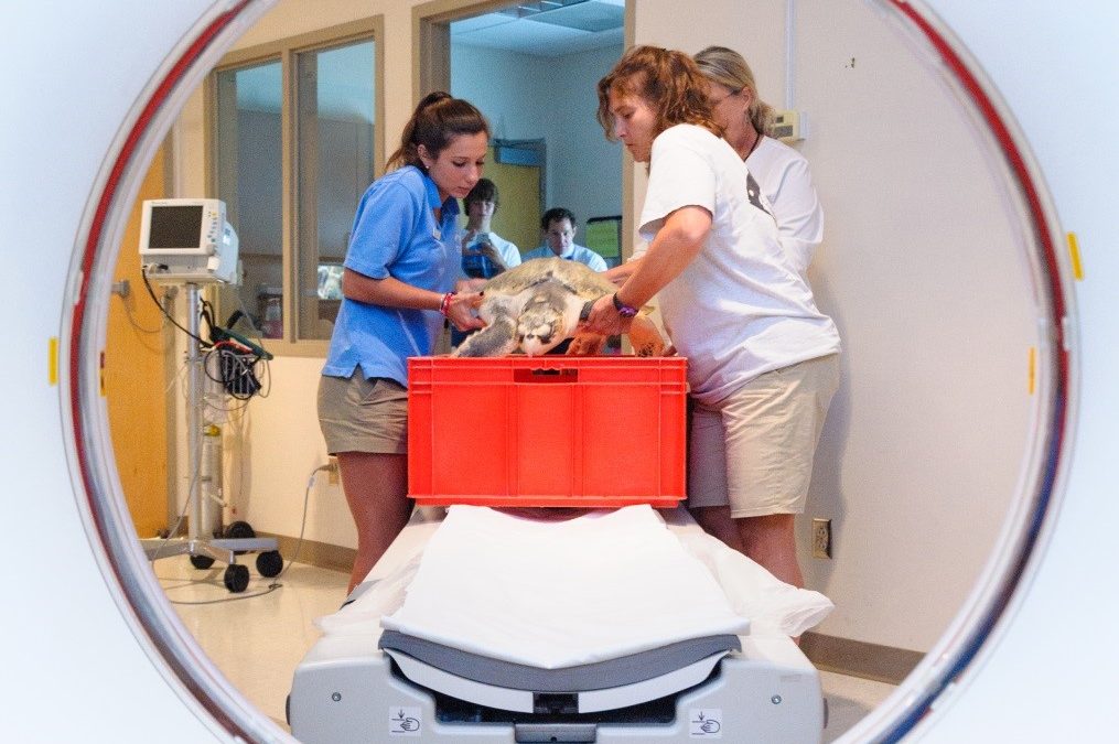 Sea turtles get scans at Sentara Kitty Hawk