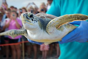 Nest Release 8-3-15 OBX Life Photography7 Augie