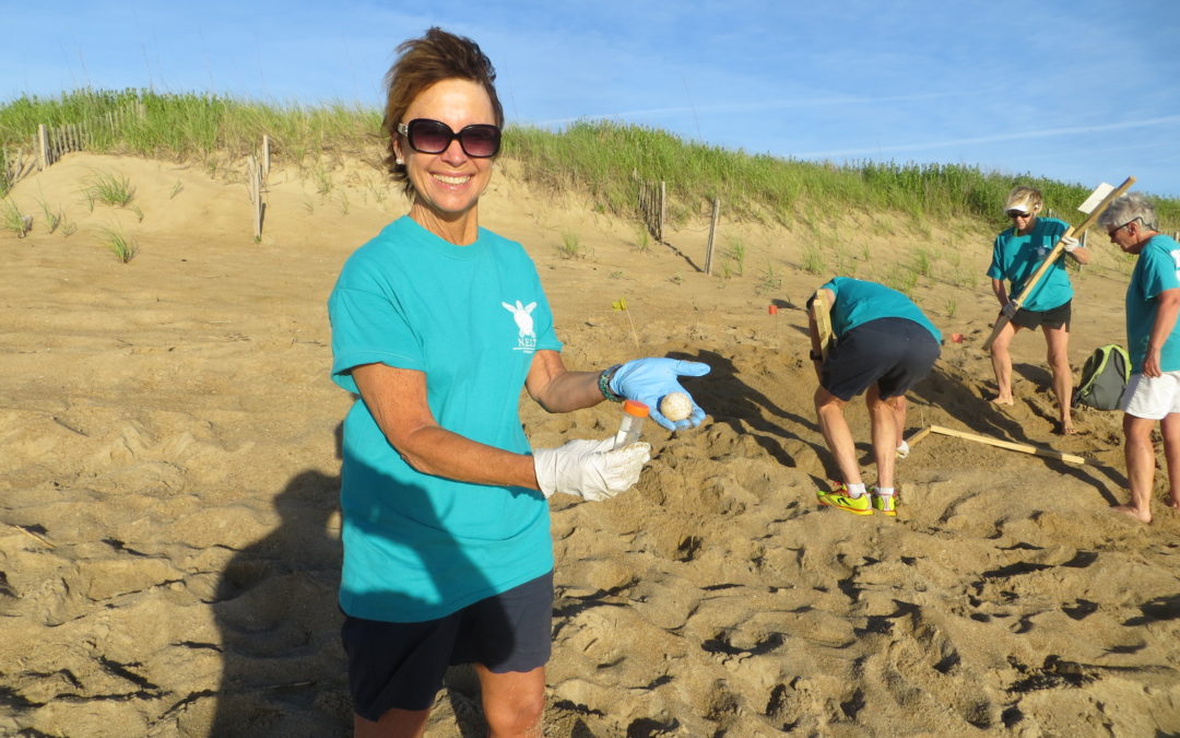 2016 sea turtle nest #9