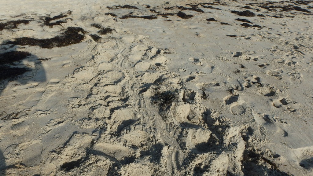 Loggerhead sea turtle tracks