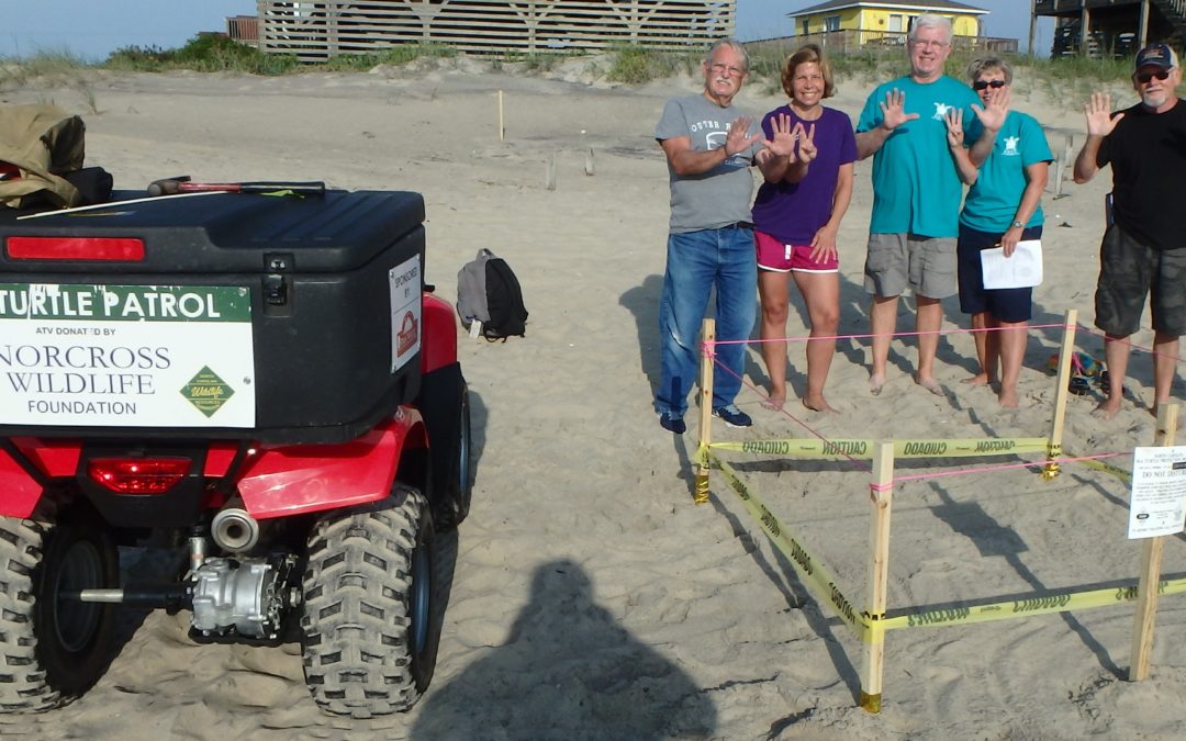 2016 sea turtle nest #13