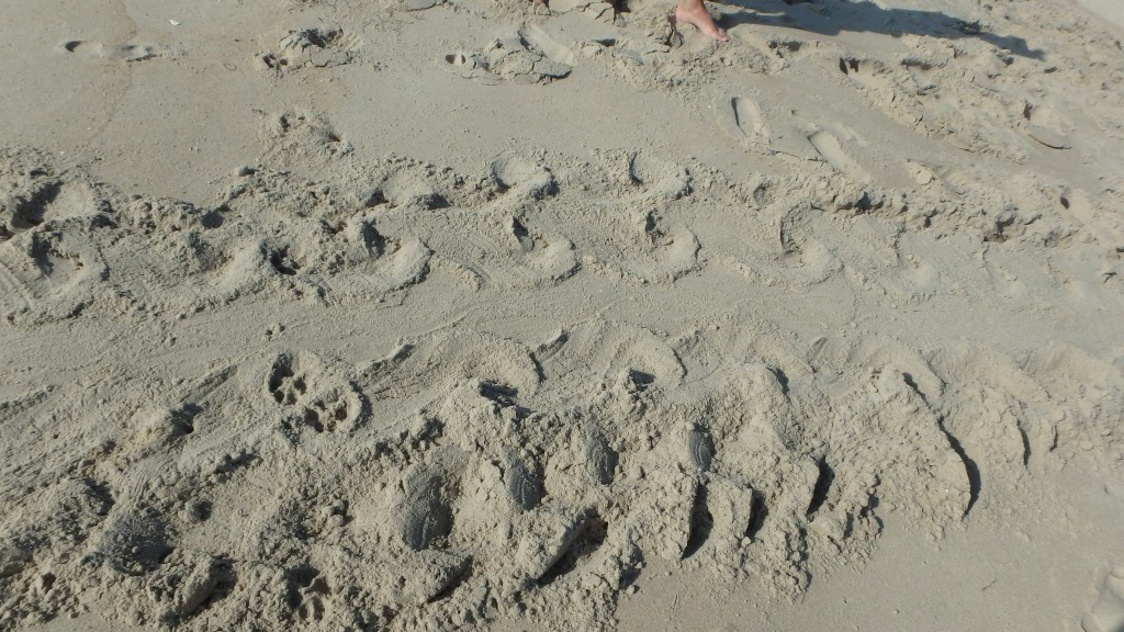 Loggerhead sea turtle crawl tracks