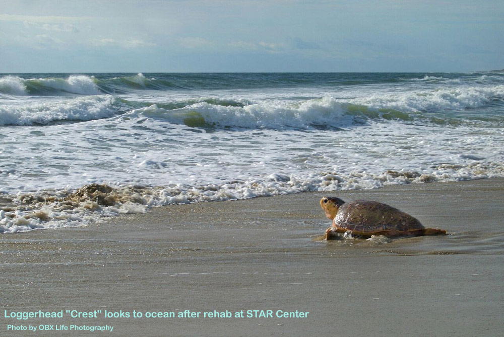 Loggerhead "Crest" looks to ocean after rehab at STAR Center