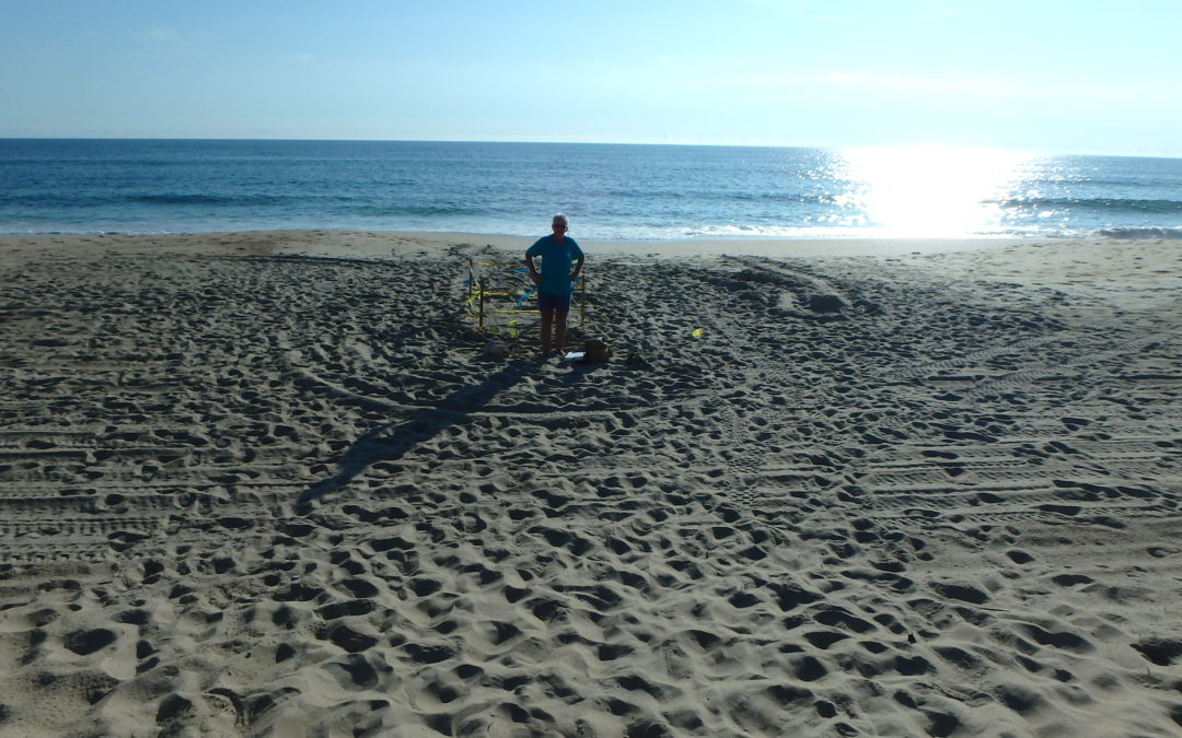 2016  sea turtle nest #49