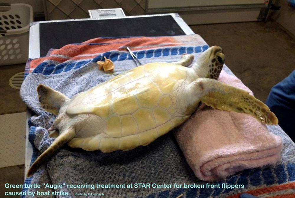 Green Turtle Augie receiving treatment at STAR Center for broken front flippers