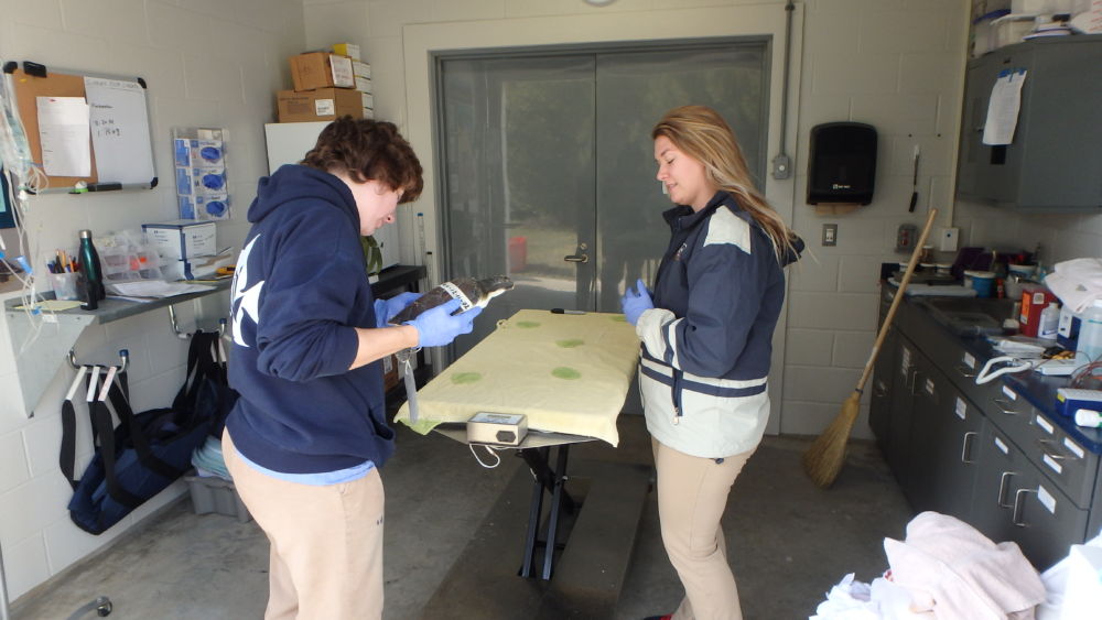 Rosemary and Hanna making cold stun sea turtle assessment.