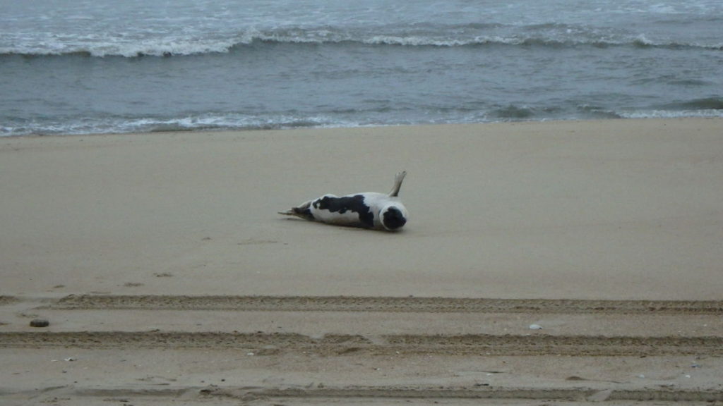 A Harp seal giving all high fives for an enjoyable beach experience