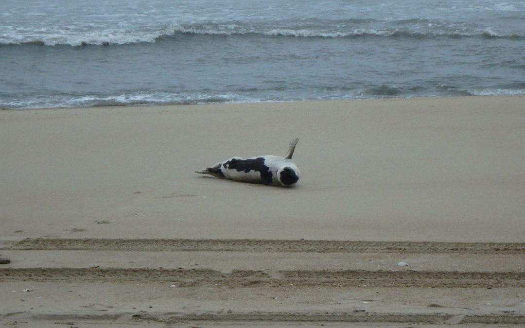 A Harp Seal makes a visit to the Outer Banks