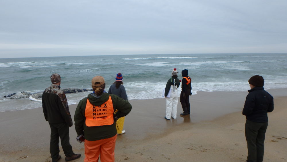 Humpback whale washes up on Southern Shore beach