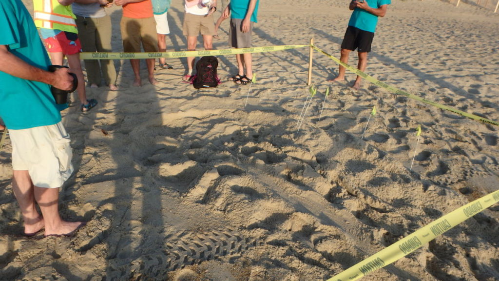 The Loggerhead sea turtle nest site.