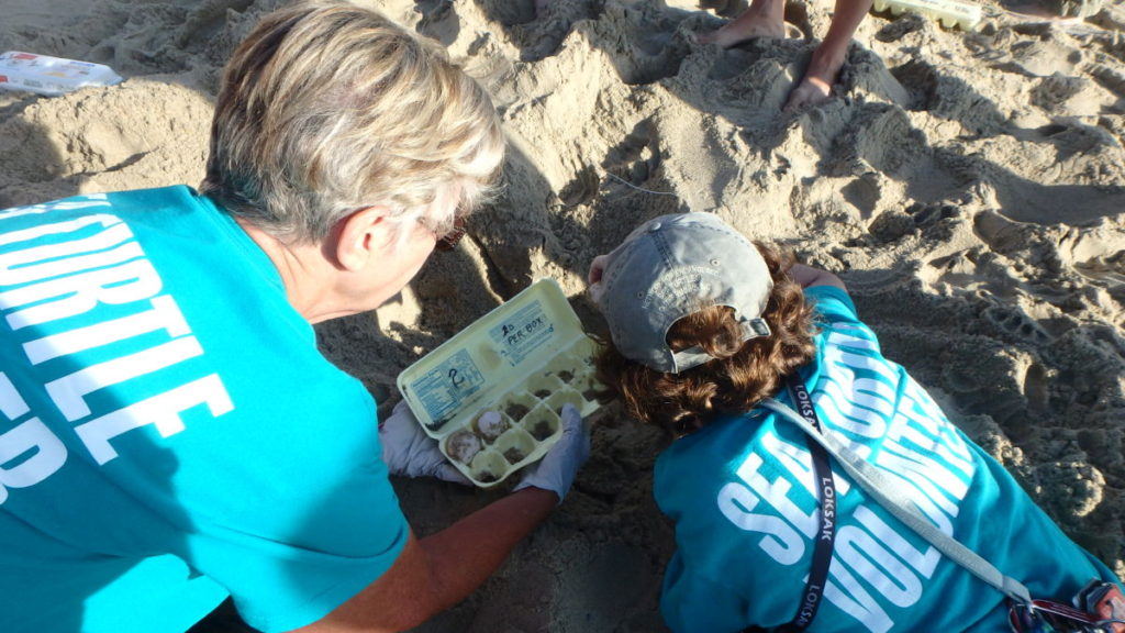 Frances (left) and Susan (right) place the removed eggs back in the nest.