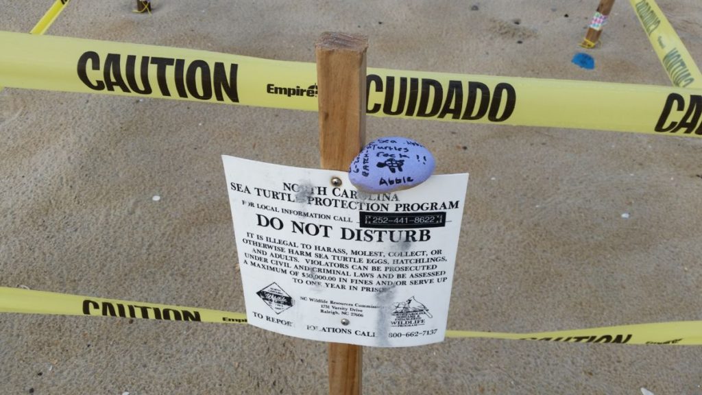 One of our young finders of a sea turtle nest left her "turtles rock" rock and is a member of the Adopt-A-Nest club.