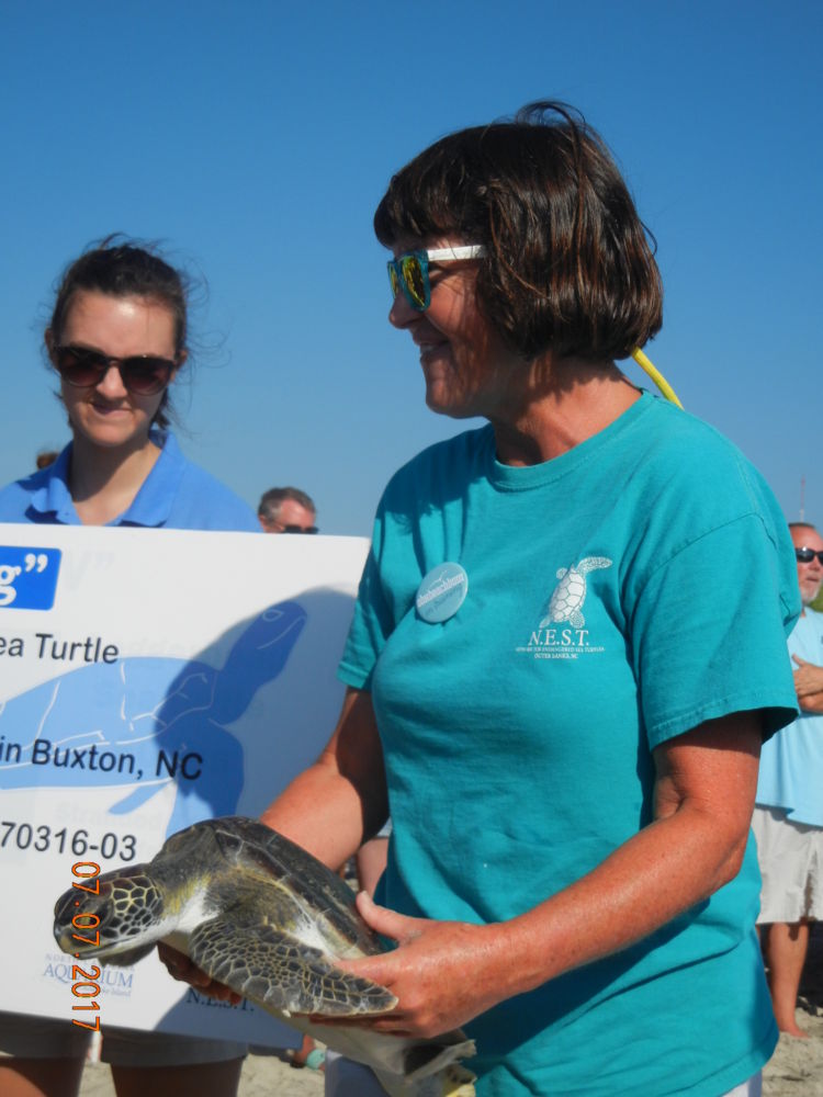 Green sea turtle "Blogg" on his way to the ocean