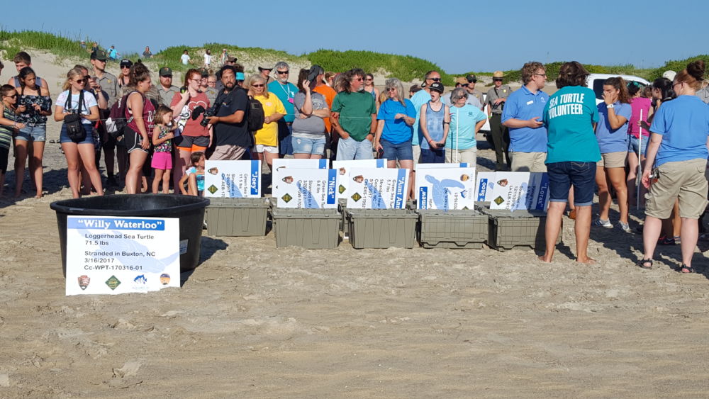 Turtles and onlookers anxiously await the release 