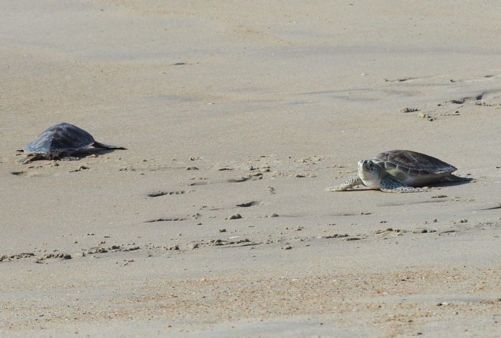 Which way do we go? Release Coquina Beach 7/16/19